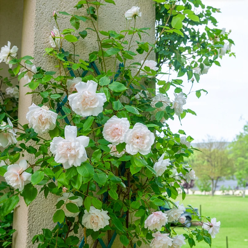 Kletterrose Madame Alfred Carrière
