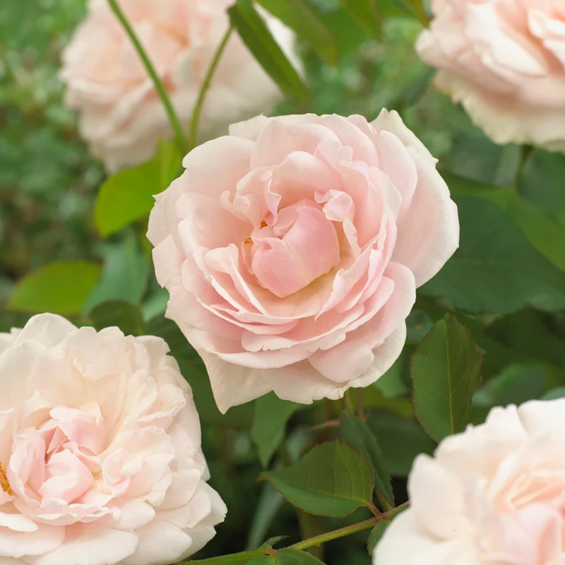 Kletterrose Madame Alfred Carrière