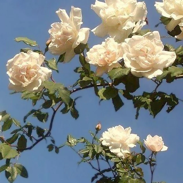 Kletterrose Madame Alfred Carrière