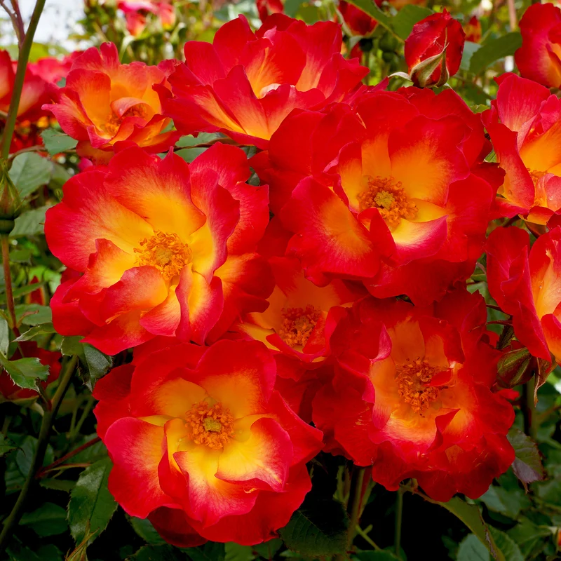 Rosenstrauch Summer of Love®