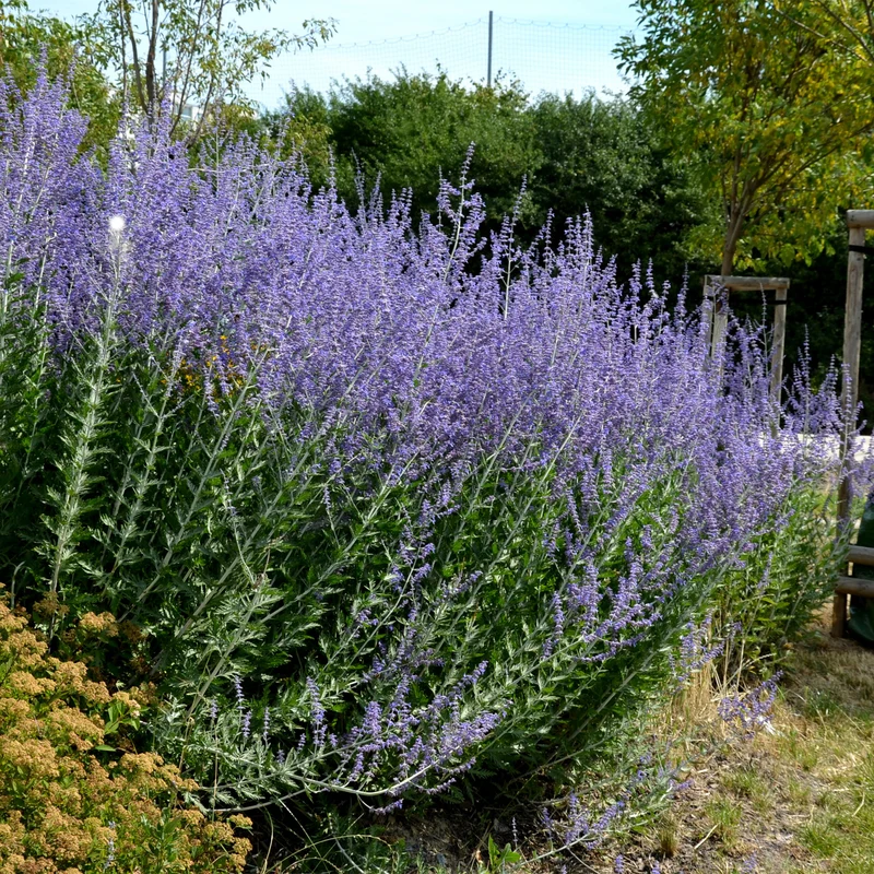 Blauraute 'Blue Spire'