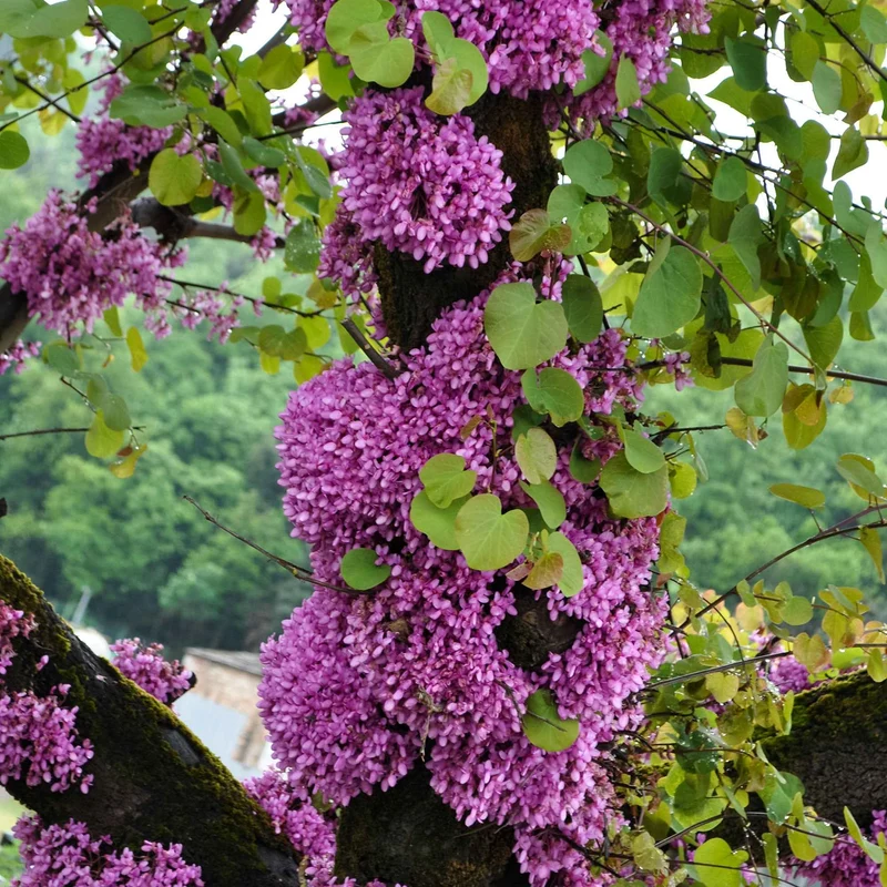Sträucher-Kollektion Forsythie & Judasbaum (x2)