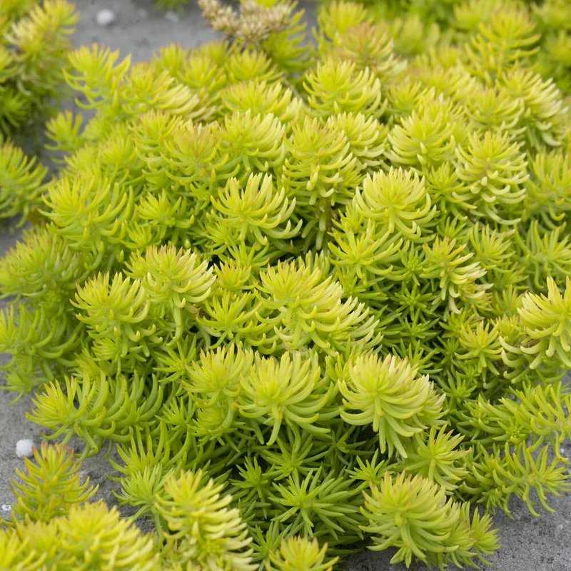 Felsen-Fetthenne ‘Angelina’