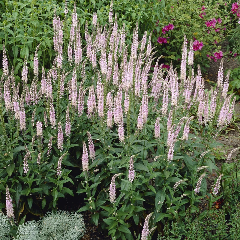 Langblättriger Ehrenpreis 'Pink Damask'