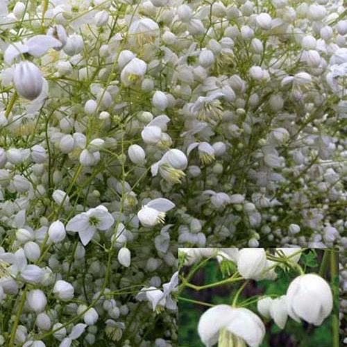 Wiesenraute ‘Splendide White’