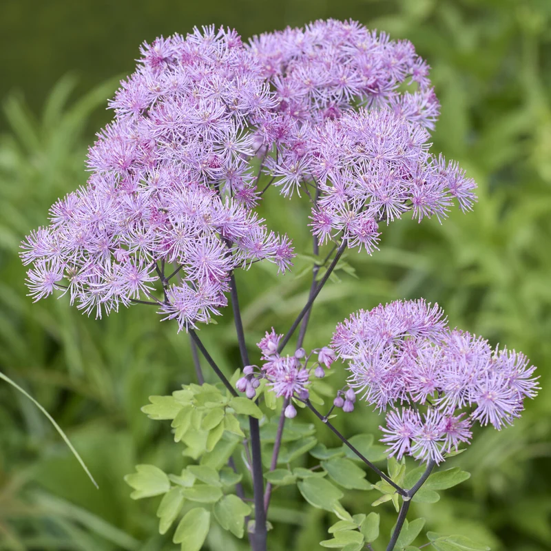Akeleiblättrige Wiesenraute