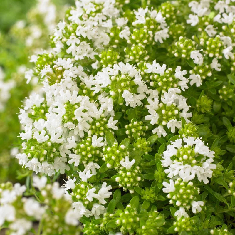 Frühblühender Thymian weiß