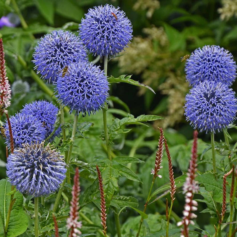 Kugeldistel ‘Veitch’s Blue’