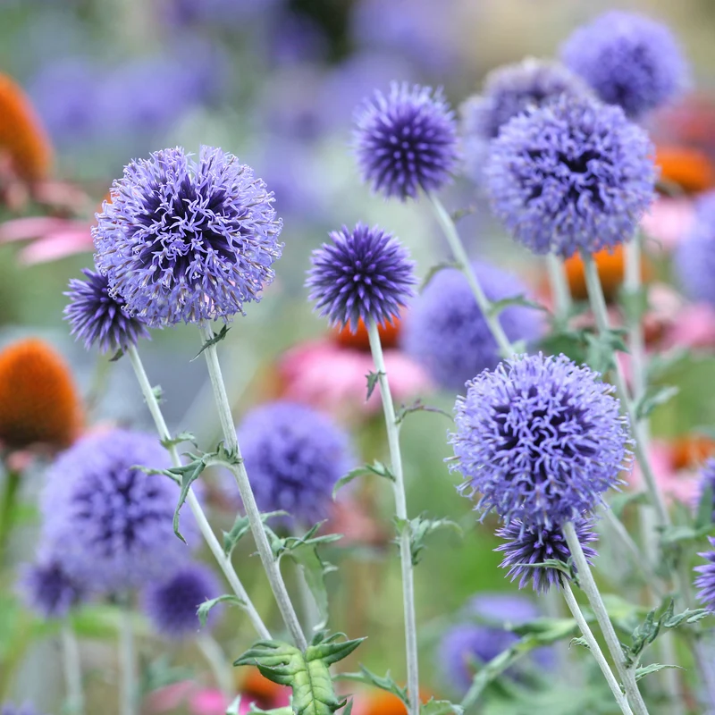 Kugeldistel ‘Veitch’s Blue’