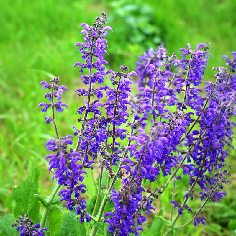 Wiesensalbei