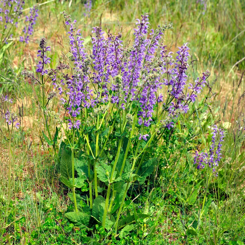 Wiesensalbei
