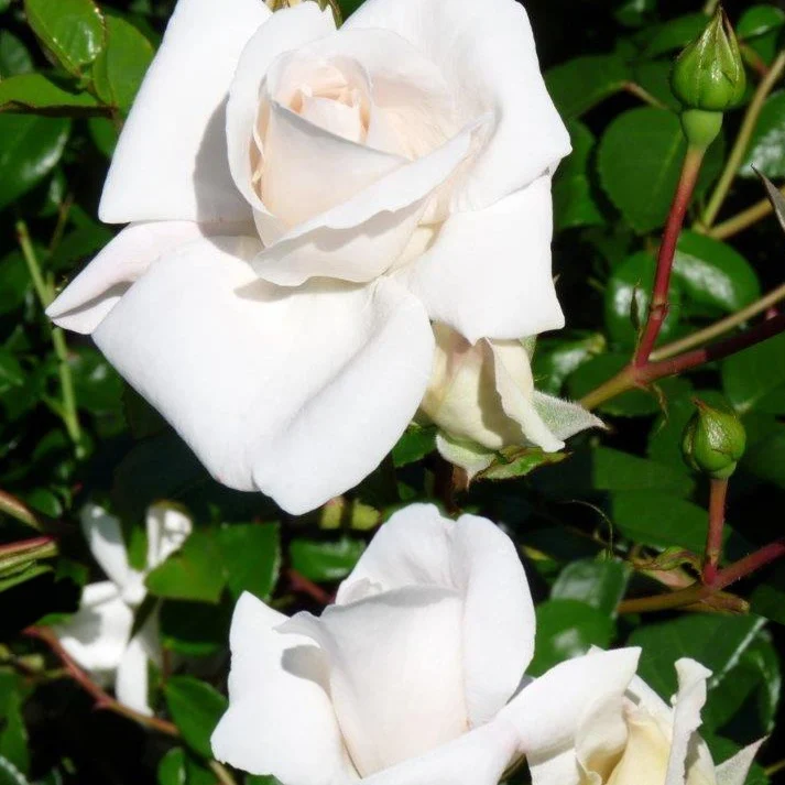 Kletterrose ‘White New Dawn’
