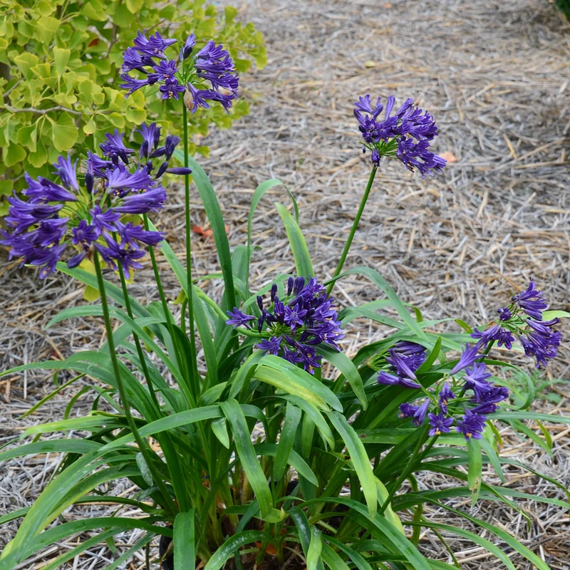 Schmucklilie PITCHOUNE ® Violet
