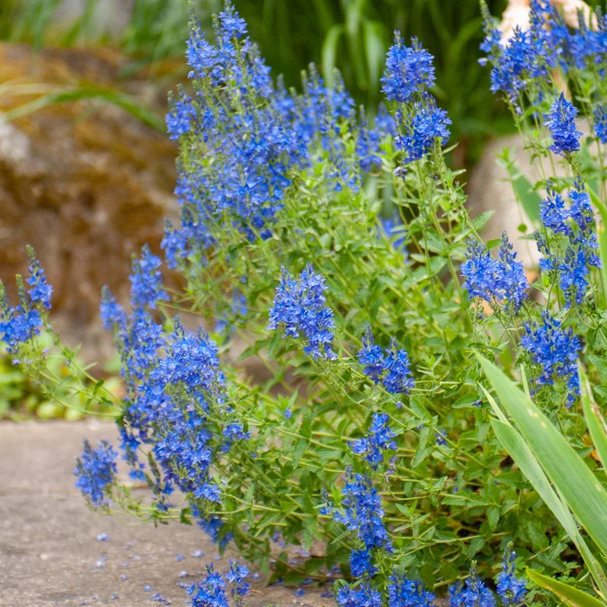 Großer Ehrenpreis Royal Blue