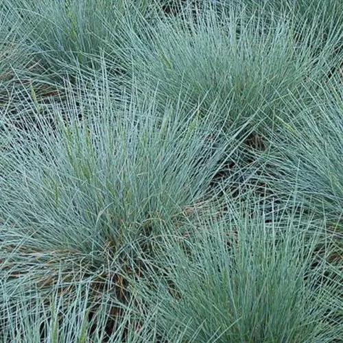 Blauschwingel Zwergenkönig (x3)