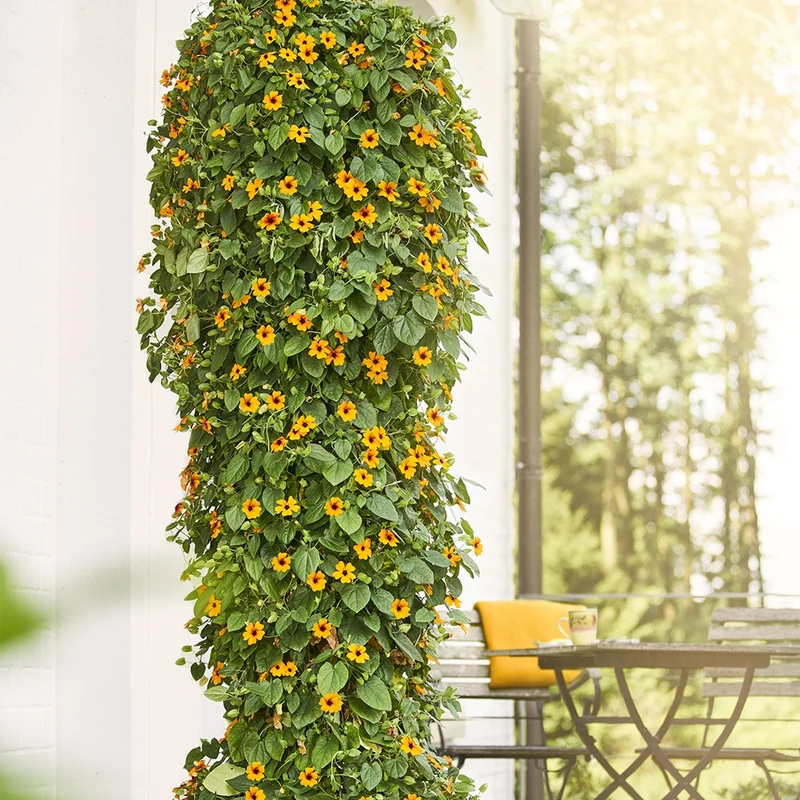 Schwarzäugige Susanne 'Orange'