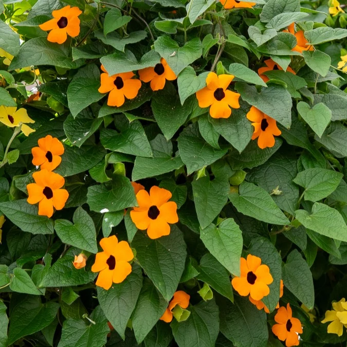 Schwarzäugige Susanne 'Orange'
