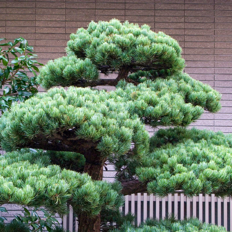 Japanische Weißkiefer ‘Negishi’