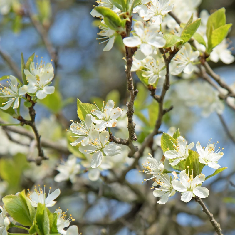 Pflaume 'Reineclaude Dorée'