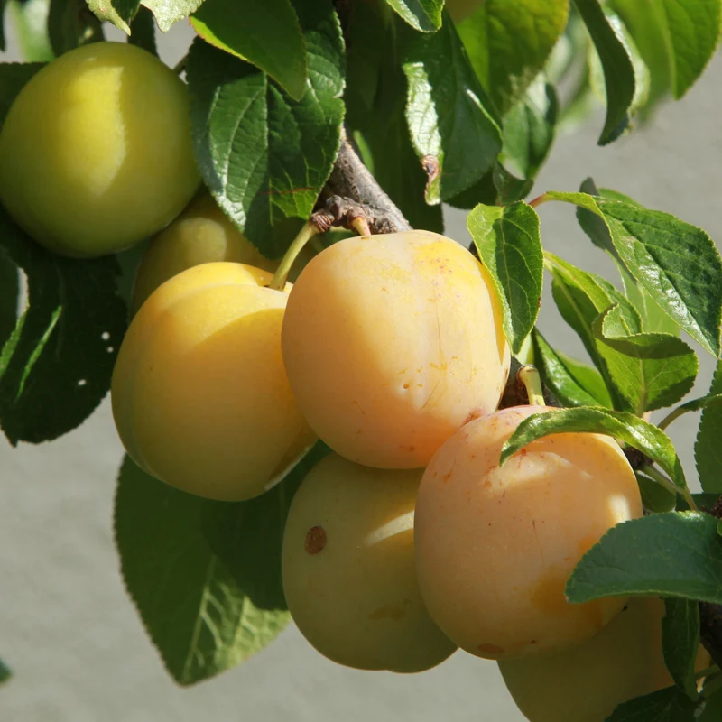 Pflaume 'Reineclaude Dorée'
