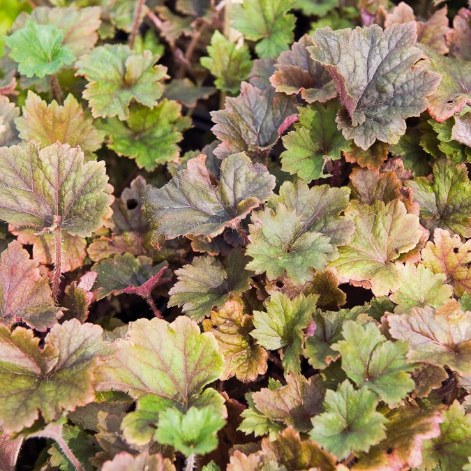 Fransenblume ‘Rubra’
