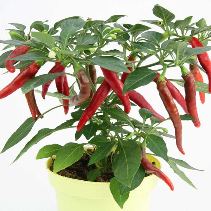 Bio Flambiños