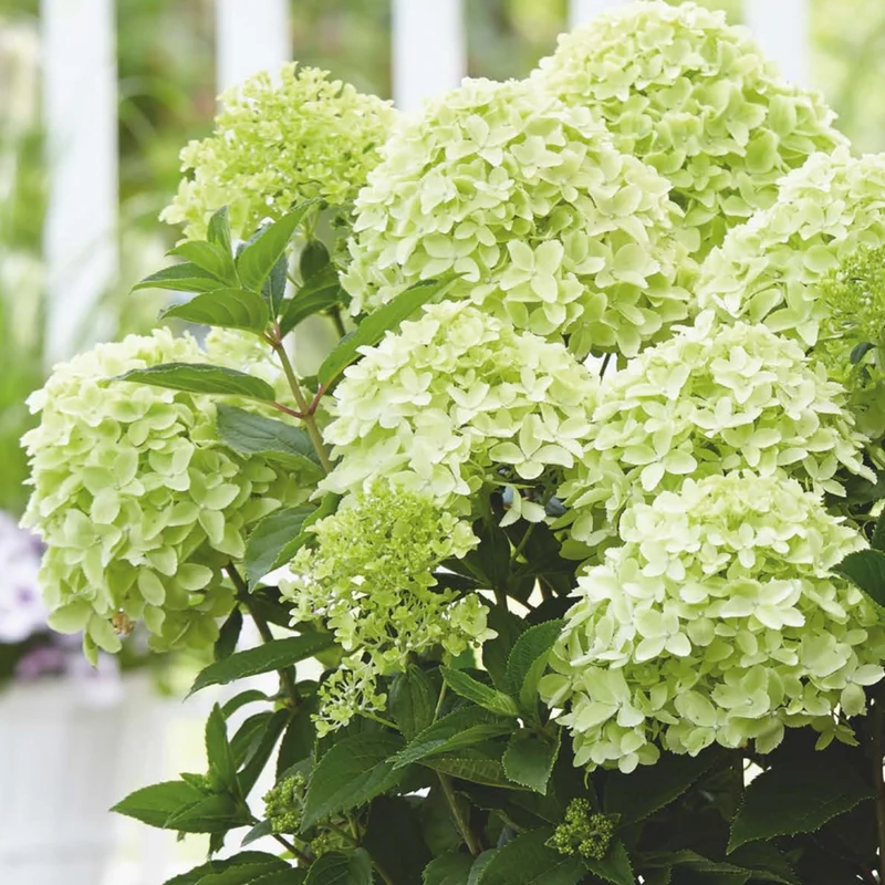 Rispenhortensie 'Whitelight®'