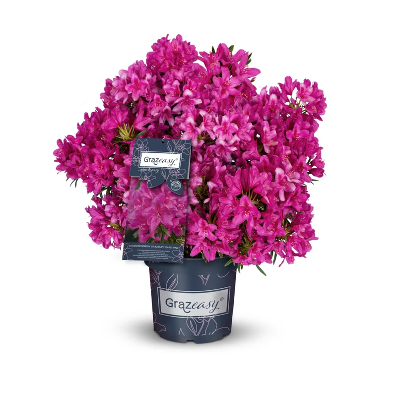 Rhododendron 'Grazeasy®'
