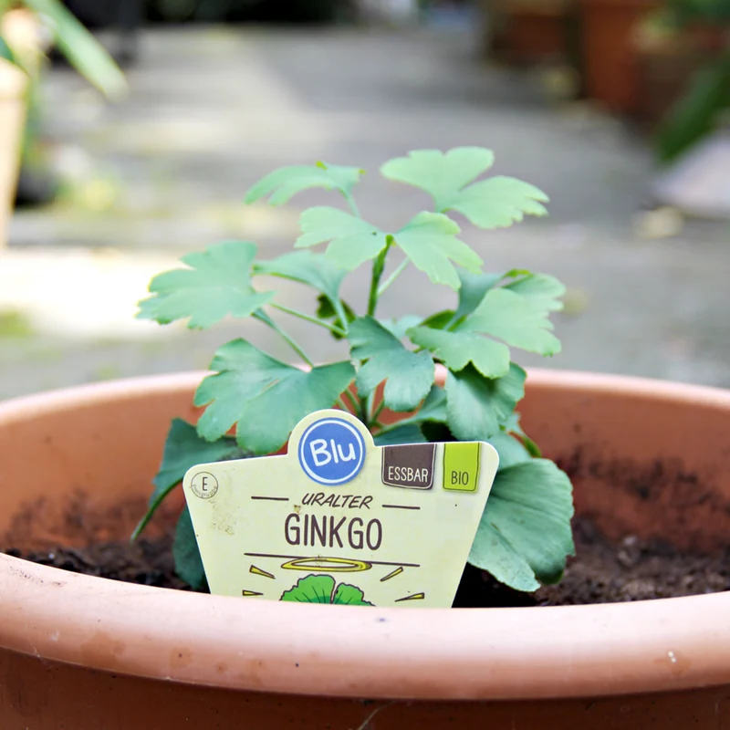 Bio Ginkgo