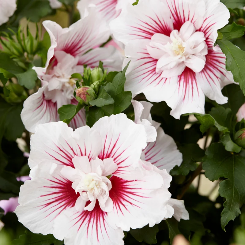 Gartenhibiskus 'Starburst Chiffon®'