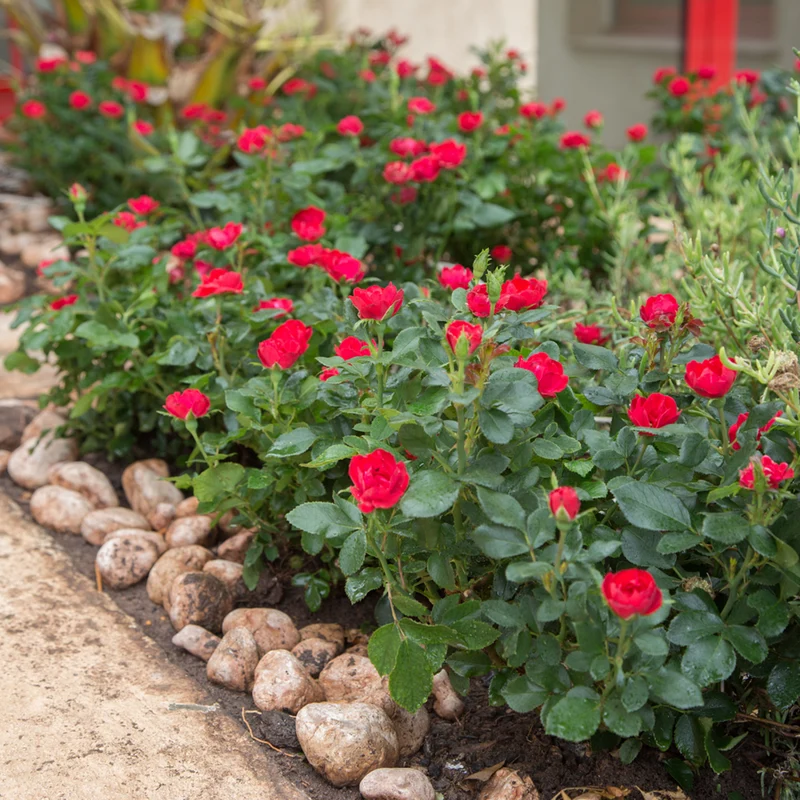 Rose 'Zepeti®'