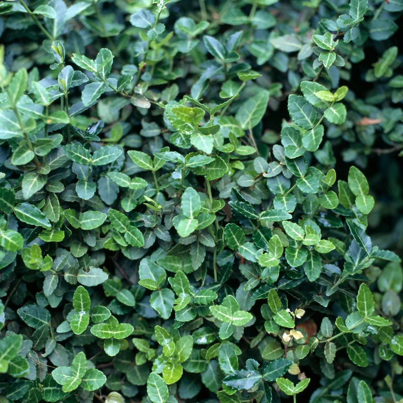 Immergrüner Spindelstrauch 'Radicans', 12 Pflanzen