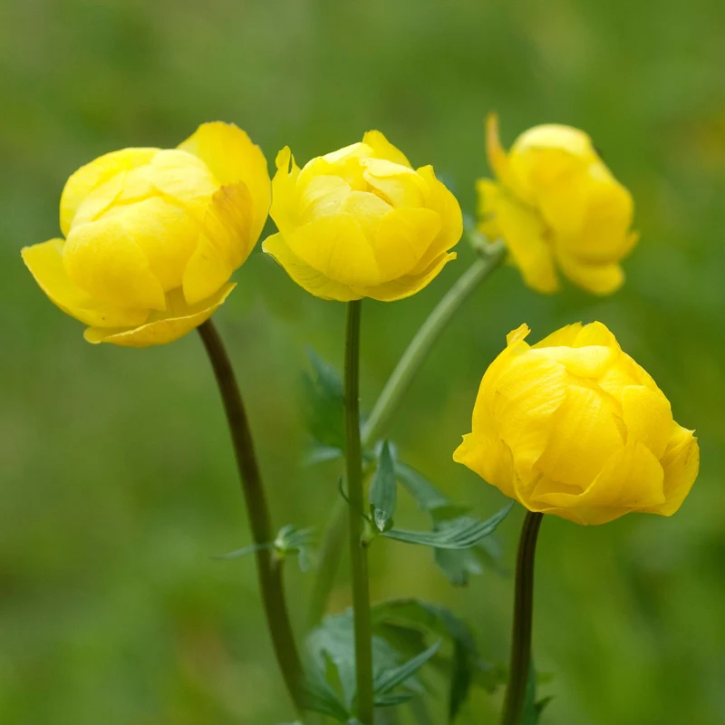 Europäische Trollblume