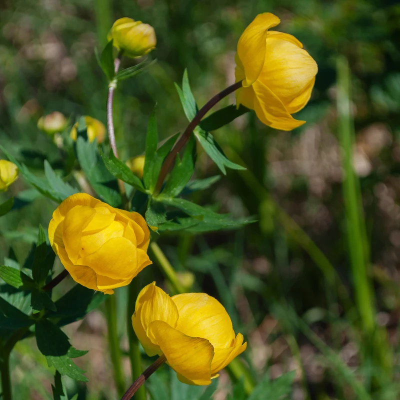 Europäische Trollblume