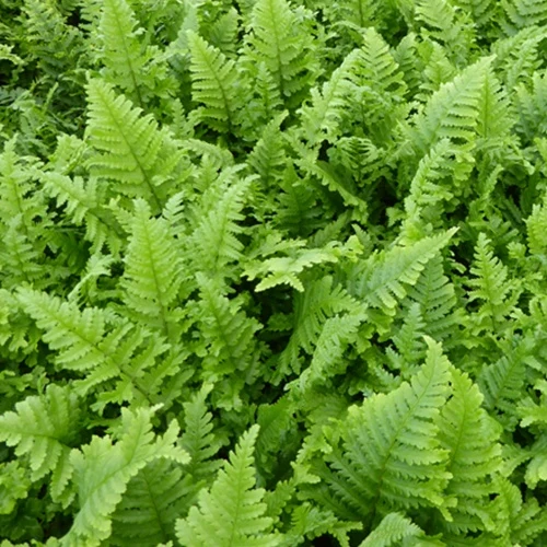 Wurmfarn ‘Cristata’