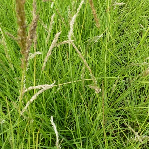 Herbst-Sesleria