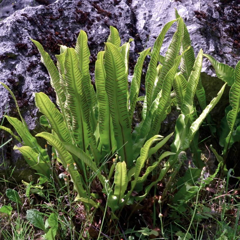 Hirschzungenfarn