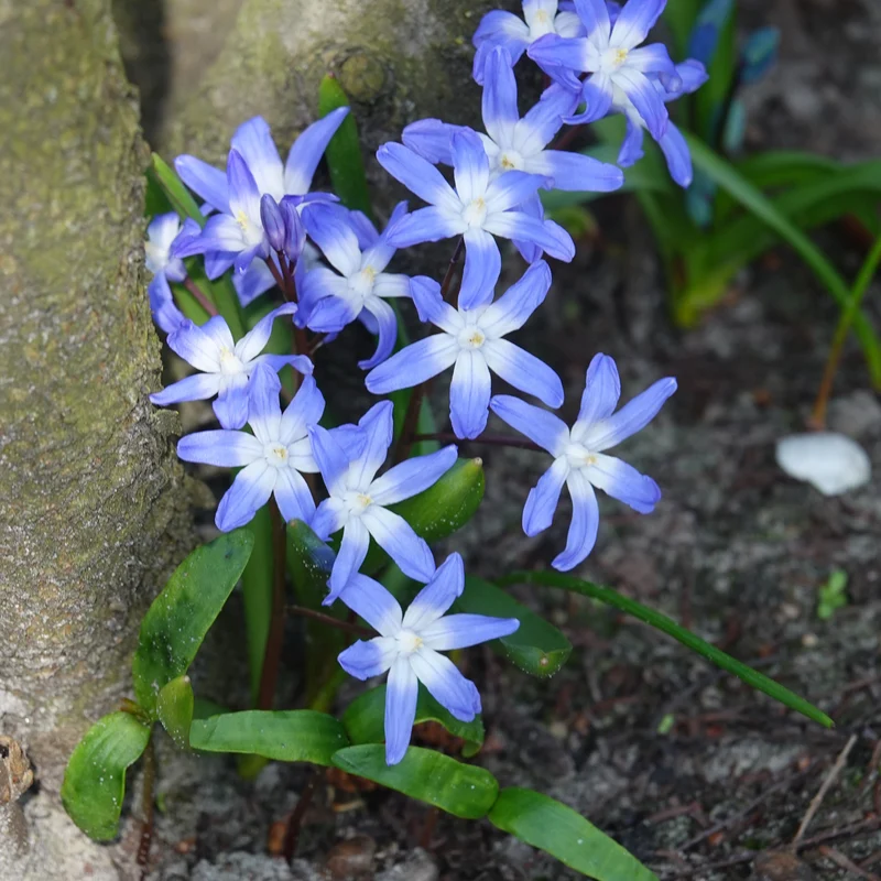 Schneeglanz ‘Forbesii’ (x20)