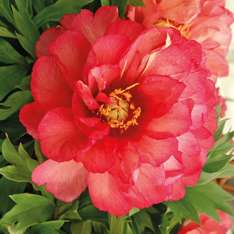 Pfingstrose 'Julia Rose'