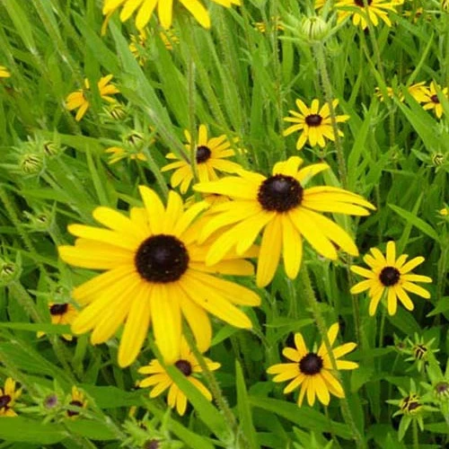 Rudbeckias speciosa (x3)
