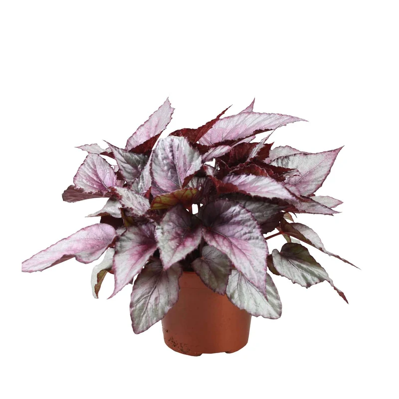 Blattbegonie 'Maori Haze'