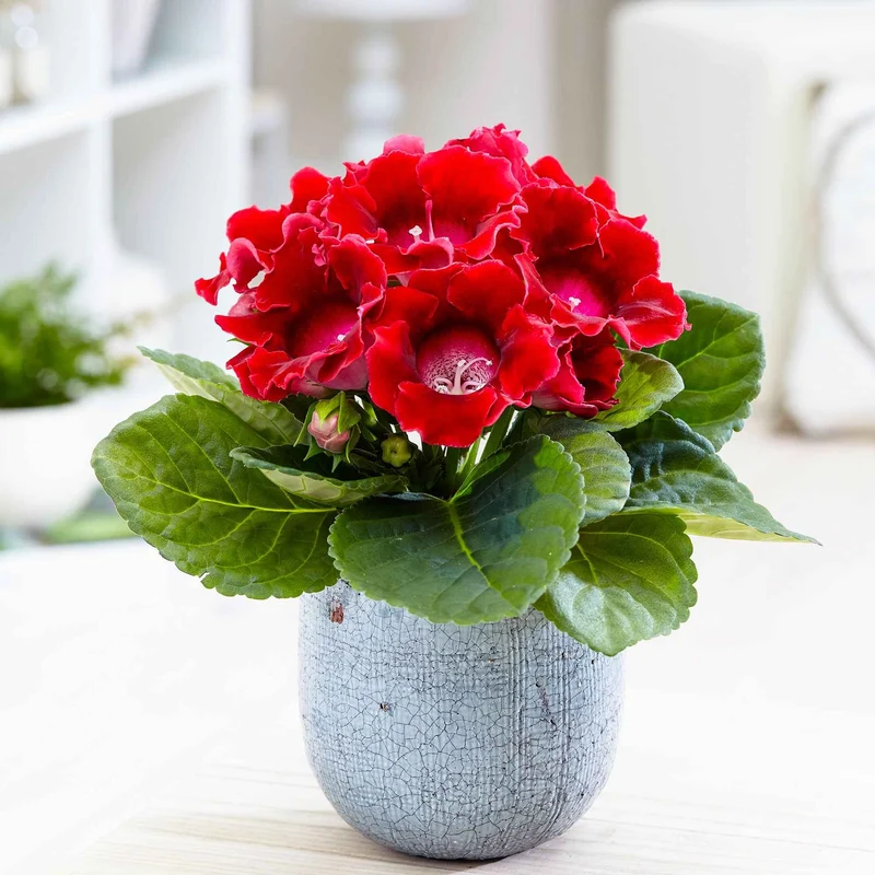 Gloxinie rot