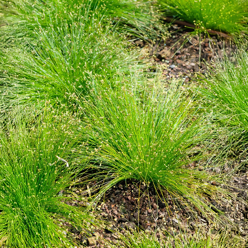 Lichtgras