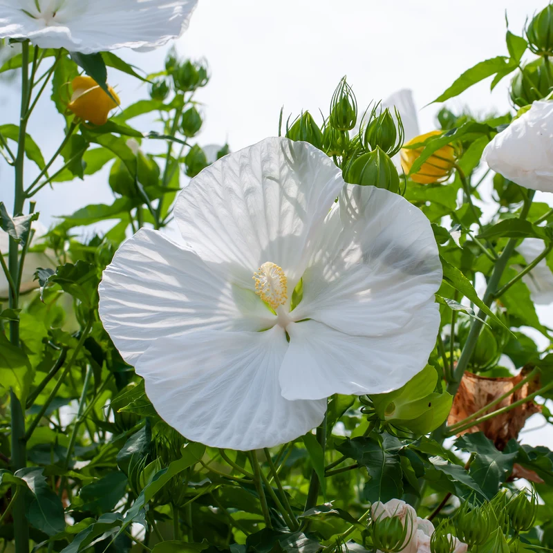 Sumpf-Eibisch Extreme Pure White