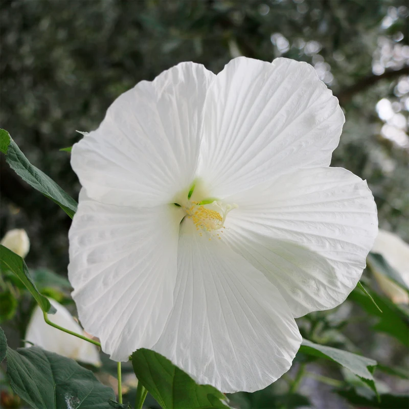 Sumpf-Eibisch Extreme Pure White