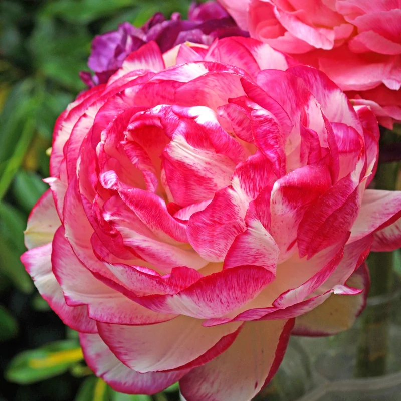 Ranunkel Picotee Pink (x12)