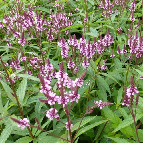 Haselverbene Rosea