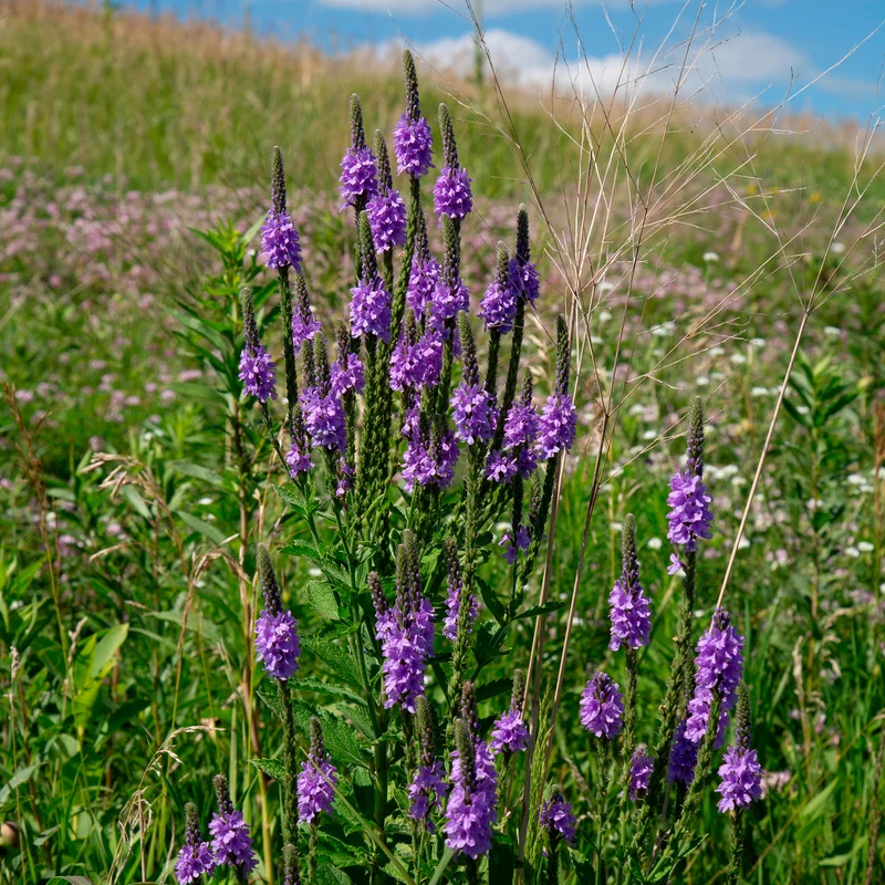 Eisenkraut (Verbena hastata)