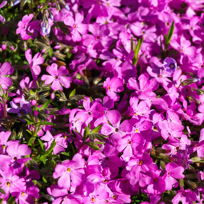 Teppich-Flammenblume 'Mac Daniels Cushion'
