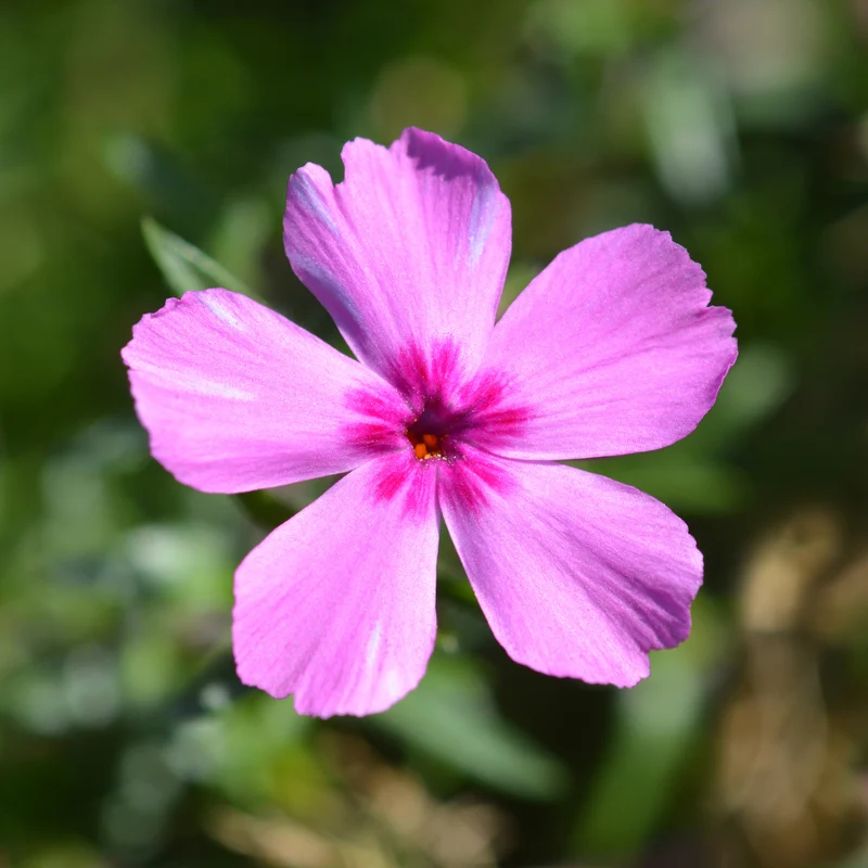 Teppich-Flammenblume 'Mac Daniels Cushion'